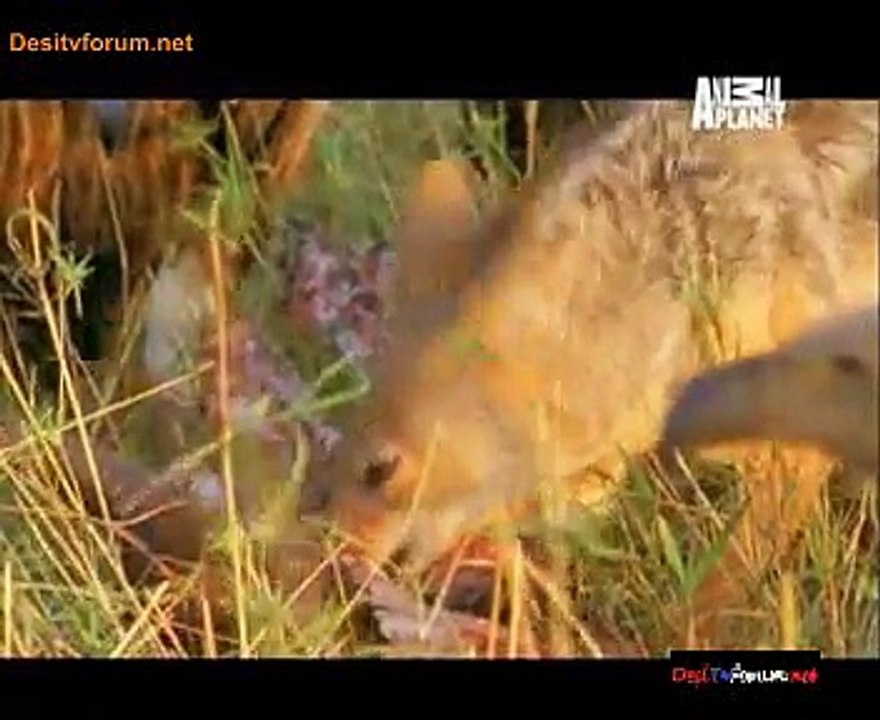 Mahayudh 26th January 2015 Video Watch Online Pt3