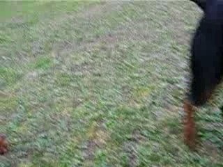 Baraka, Bonny et Torca trois molosses.