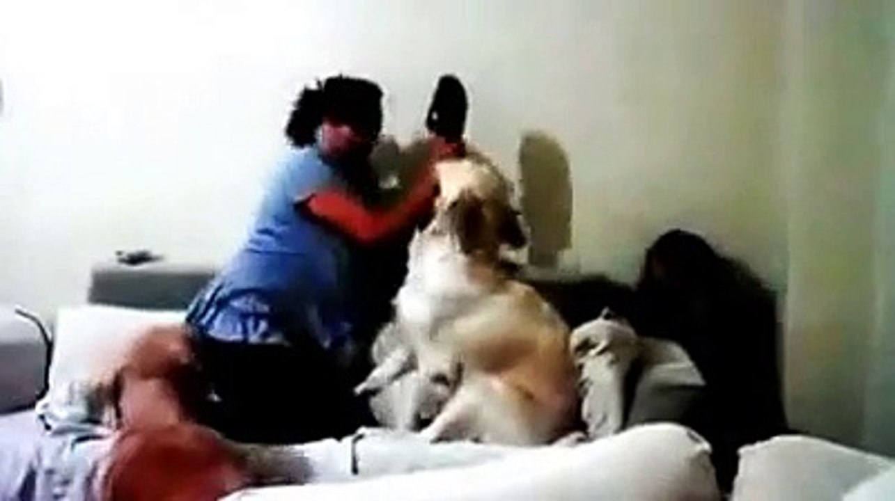 Vê só como estes cães protegem uma criança vítima de violência