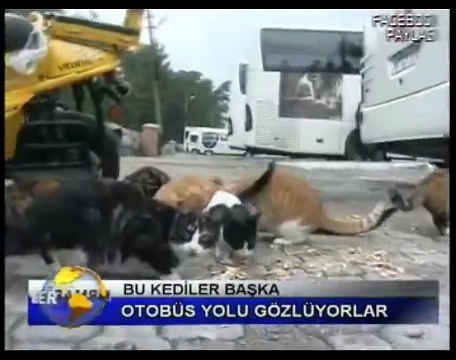 Otobüs Yolu Gözleyen Kediler