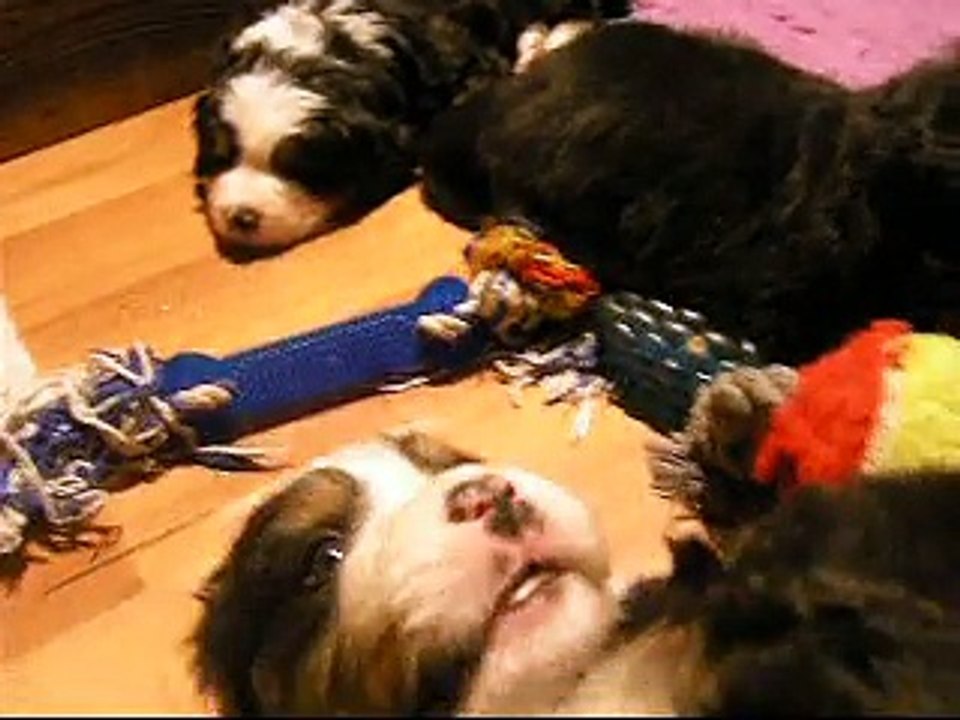 femelle rose, femelle verte et mâle rouge