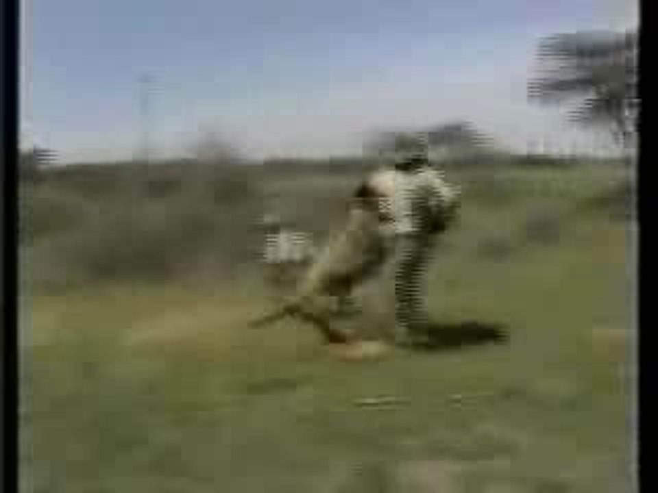 Chasse au lion qui tourne mal