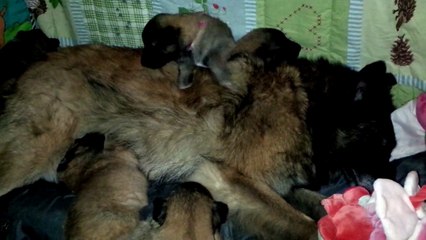 Litters Ever x Forza 3 weeks (1)