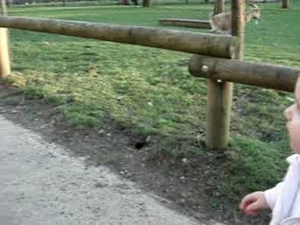 Imitation du coq