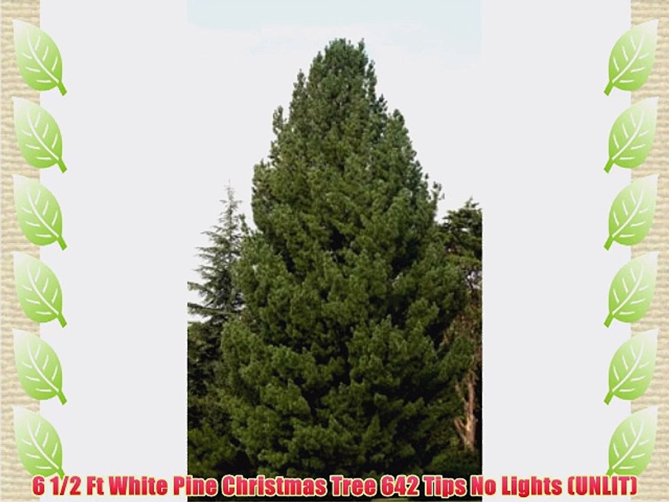 6 1/2 Ft White Pine Christmas Tree 642 Tips No Lights (UNLIT)
