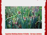 Egyptian Walking Onions 10 Bulbs - Eat top