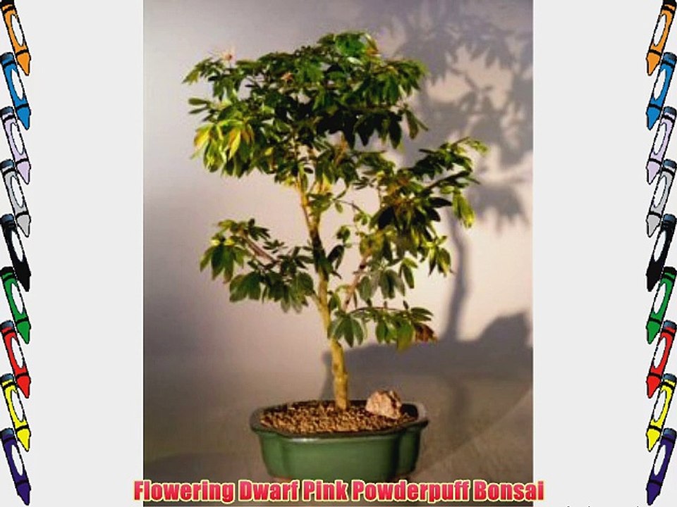 Flowering Dwarf Pink Powderpuff Bonsai