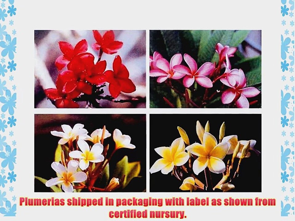 Hawaiian Plumeria Plant Cuttings Mixed Colors ~ Grow Hawaii (Pack of 24)