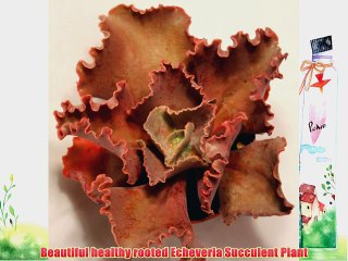 Large Echeveria Hybrid Succulent plant