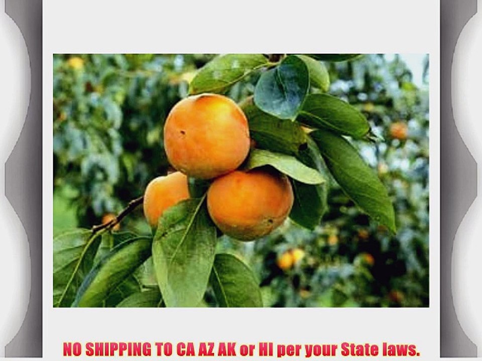Maekawa Jiro Japanese Persimmon Tree Grafted NO SHIPPING TO CA AZ AK HI OR or WA PER YOUR STATE