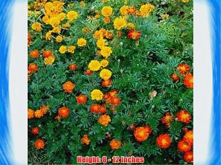 Outsidepride Marigold Seed Mix - 1 LB