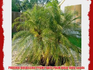 PHOENIX ROEBELENII PYGMY DATE PALM BULK 1000 seeds