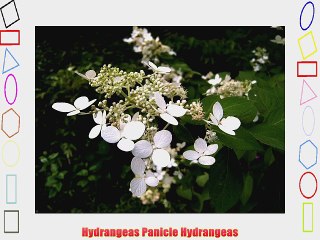Pink Diamond (Hydrangea paniculata 'Pink Diamond')