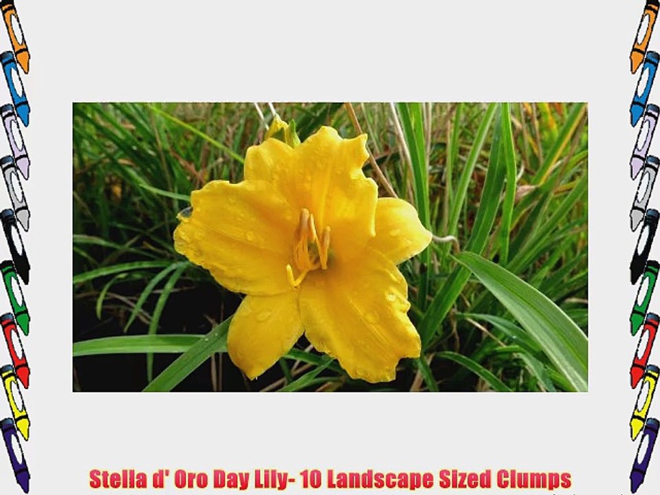 Stella d' Oro Day Lily- 10 Landscape Sized Clumps