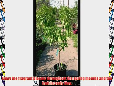 Tropic Snow Peach Tree Ships 3 to 4 Feet Tall 12 Inch Container