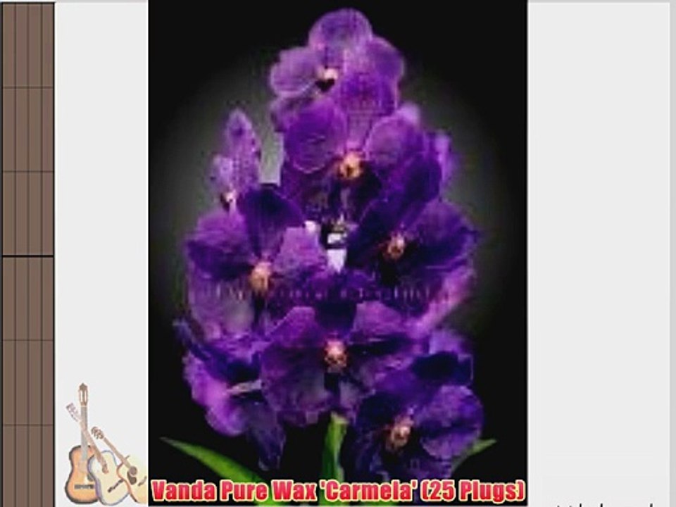 Vanda Pure Wax 'Carmela' (25 Plugs)