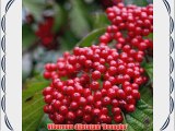 Viburnum Cardinal Candy: Well Established: Container Size: #1