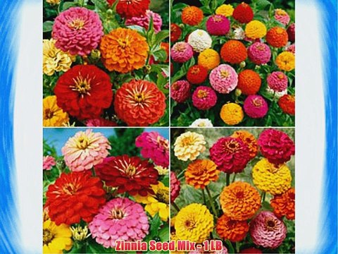 Zinnia Seed Mix - 1 LB