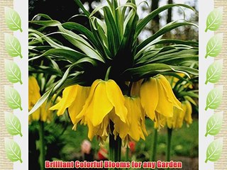 6 TALL FRITILLARIA BULBS - IMPERIALIS LUTEA - ORDER for FALL PLANTING