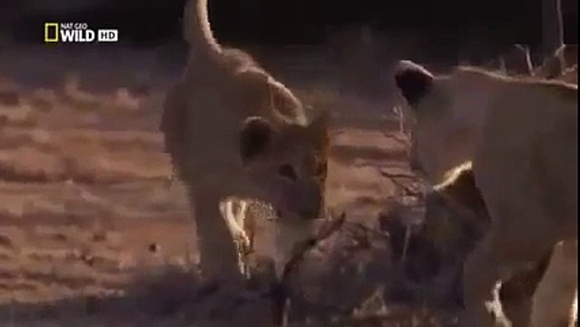 Lions Documentary: LIONS EAT MEN-Spirit Lions Sent to Kill People - Super SPECIAL NAT GEO