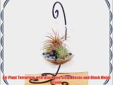 Air Plant Terrarium with Black and Silver Rocks and Black Metal Stand