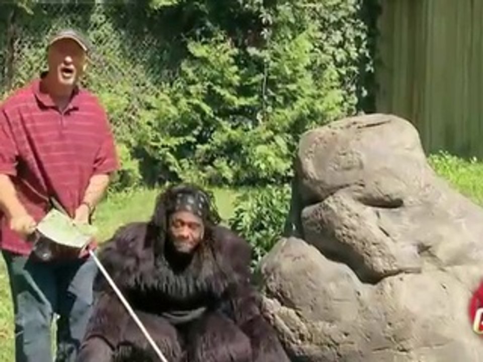 Blind Man Wanders In Gorilla Exhibit