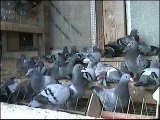 Hodowla Kulbacki golebie pocztowe Niemcy Hagen Przemyslaw Kulbacki