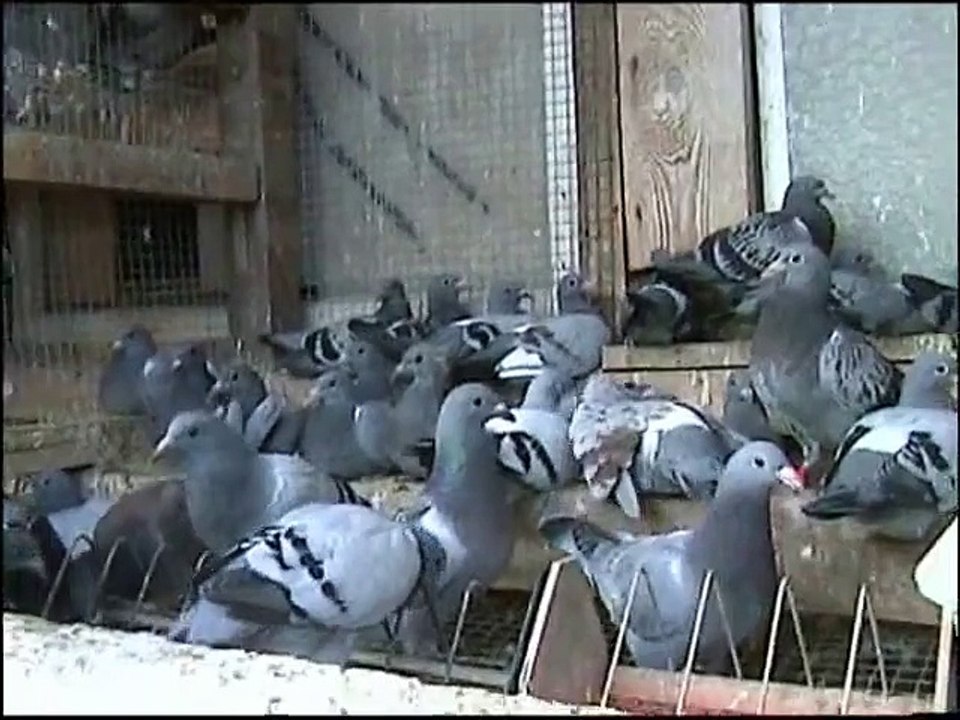 Hodowla Kulbacki golebie pocztowe Niemcy Hagen Przemyslaw Kulbacki