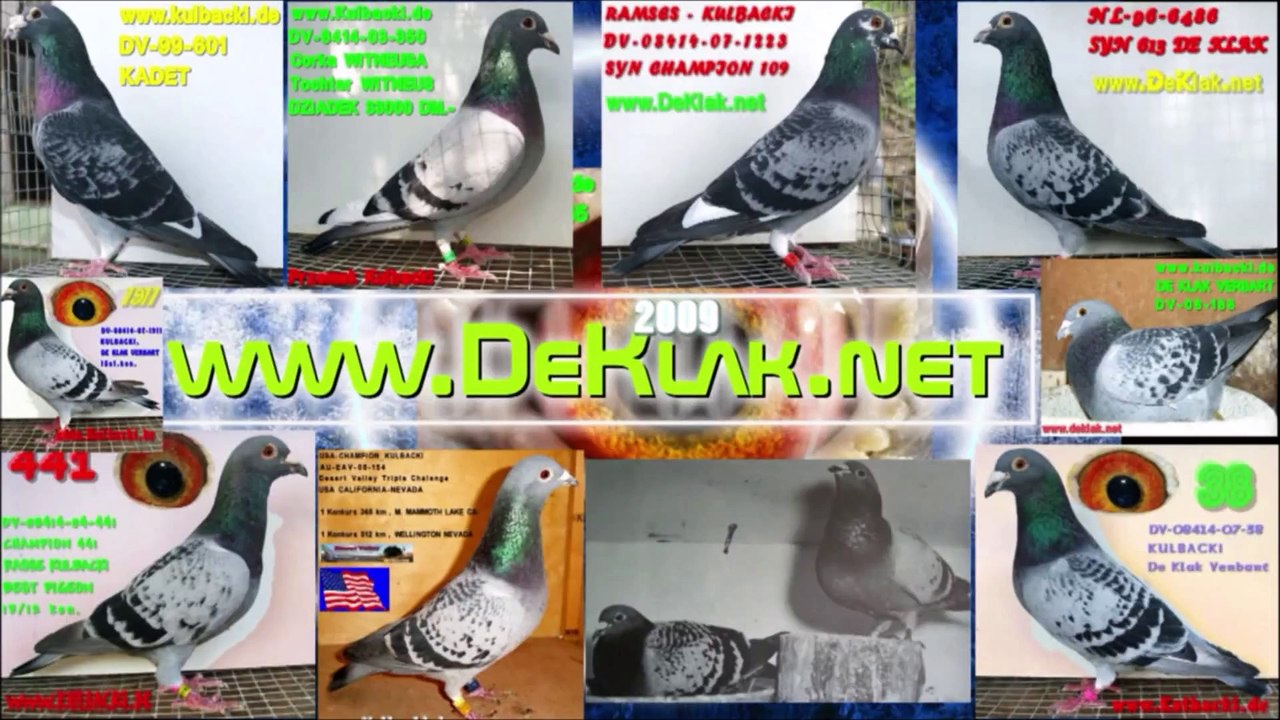 Hodowla Kulbacki, Najlepsze golebie sportowe w Polsce, RACING PIGEON STUD, golebie pocztowe!