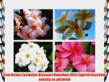 SPRING SPECIAL - Set of 4 100% Hawaiian Plumeria (Frangipani) Plant Cuttings....From a PEST-FREE