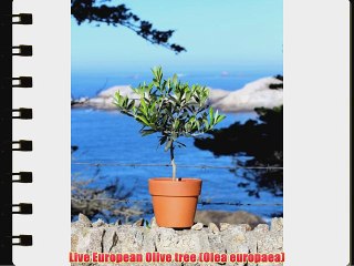 Live 15 European Olive Tree in Terra Cotta pot