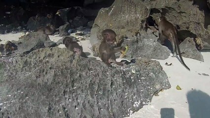 Cheeky Monkey Grabs Tourist's GoPro