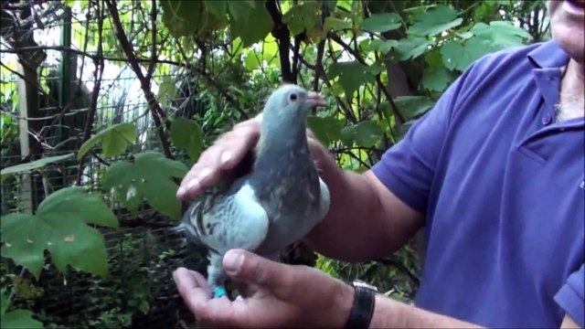 Janssen, Meulemans, DeKlak, Van Loon, KULBACKI RACING PIGEON STUD- Hodowla Gołębi Sportowych,