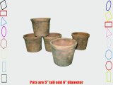 Greenhouse Collection Small Half Pots (Set of 6)