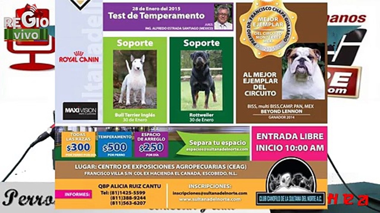 EXPLICANDO UNA EXPOSICION CANINA | PAA