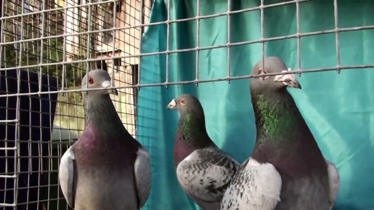 Jos van Limpt ,100% De Klak 613 w Hodowli Kulbacki www.DeKlak.net ,part 3-3