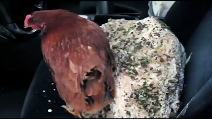 Gnome Alone 2015 - Theatrical Trailer - Videos