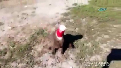 Kedinin yardımına bakın kim koştu !