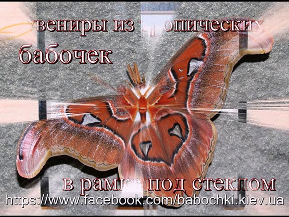 Сувениры из тропических бабочек в рамке под стеклом.