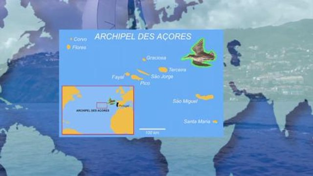 D'où viennent les bécasses