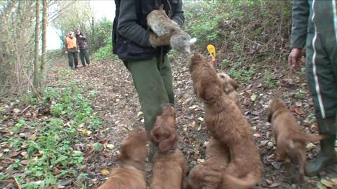 Quel armement pour chasser le lapin_