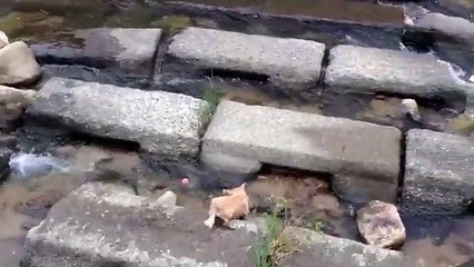 Kendi Kendine Topla Oynayan Sevimli Köpek