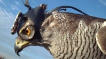 Researchers Put Tiny Helmets on a Hawk to Figure Out How It Targets Prey