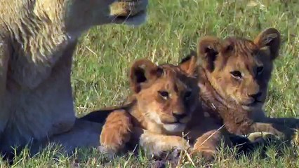 The Last Lions - PlayIt.pk