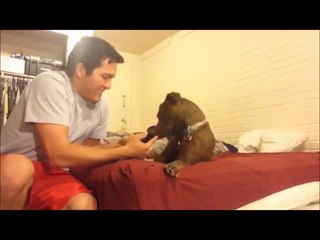 Dog meets baby kitten