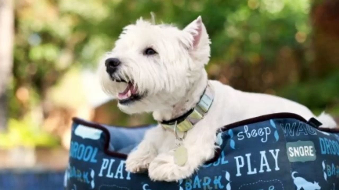 Precious Pets Paradise : Extra Large Dog Beds