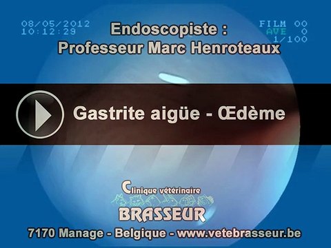 Gastrite aigüe - Œdème - Clinique vétérinaire Brasseur