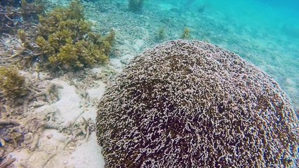 Mafia Island Snorkeling