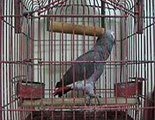 Best Talkative African Gray Parrot