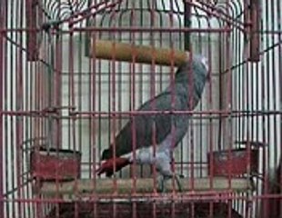 Best Talkative African Gray Parrot
